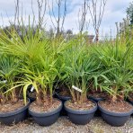 Palma konopná (Trachycarpus fortunei) - výška kmeňa 10-20 cm, celková výška 60-90 cm - 3-4 palmy v jednom kvetináči, kont. C20L (-17°C) 